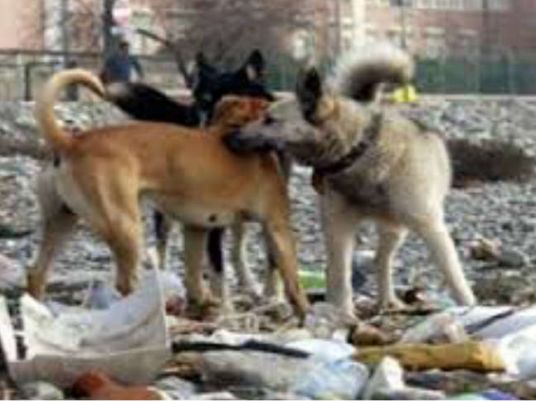 Asociación suiza para soportar los gastos de perros callejeros' de la castración ... - Independiente de Egipto 1 Asociación suiza para soportar los gastos de perros callejeros' de la castración ... - Independiente de Egipto 1