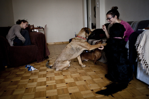 Helena with her three dogs