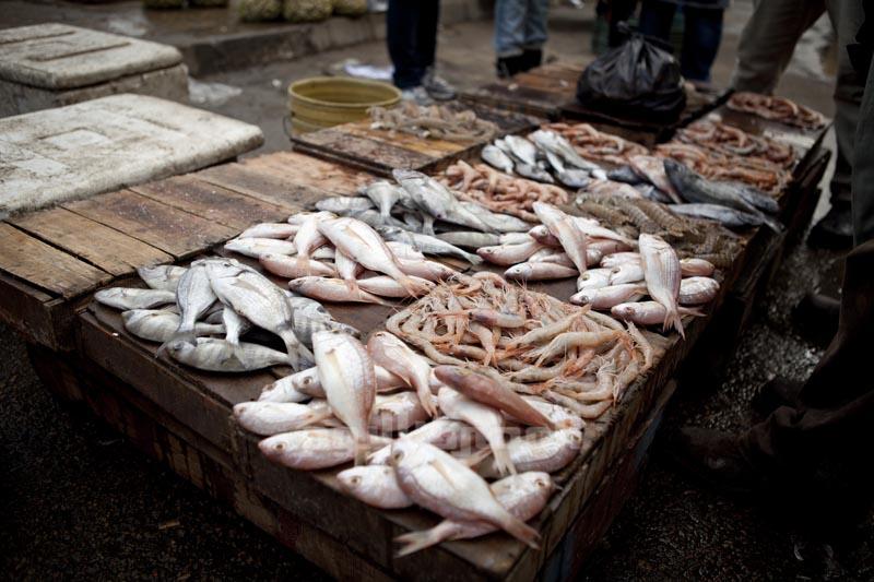 Fishermen of Alexandria