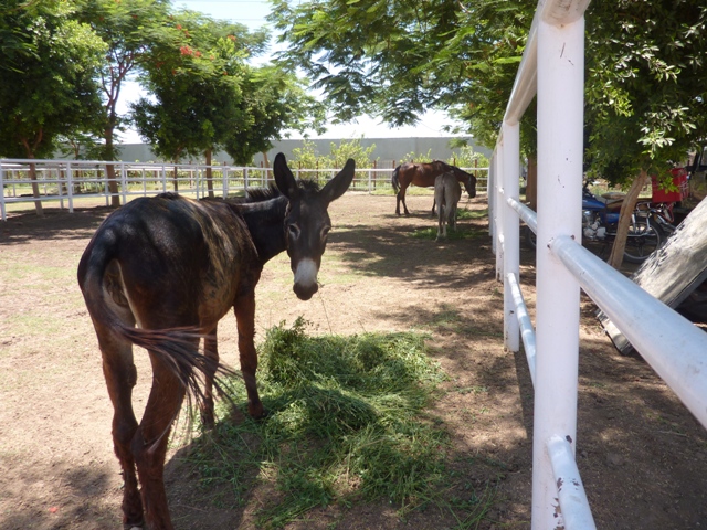 Donkey at the Luxor Zoo