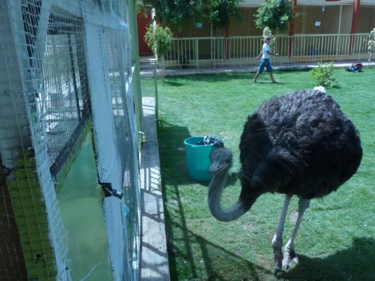 ostrich at Luxor Zoo
