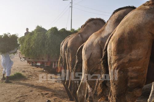 Camels